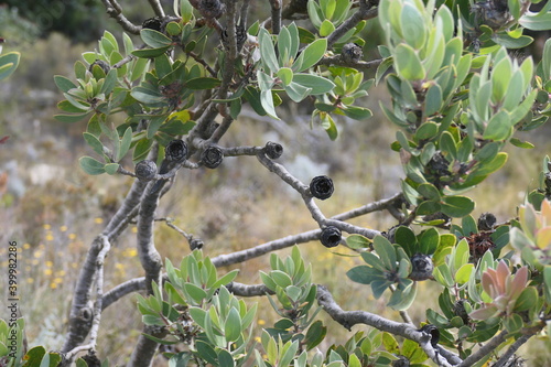 Pyrophyten in Südafrika, zahlreiche Protea sind Arten, die ihre Samen erst nach einem Feuer freigeben. Sie sind also stark an Brände angepasst. Hier Protea eximia, Swartbergpass, Südafrika.