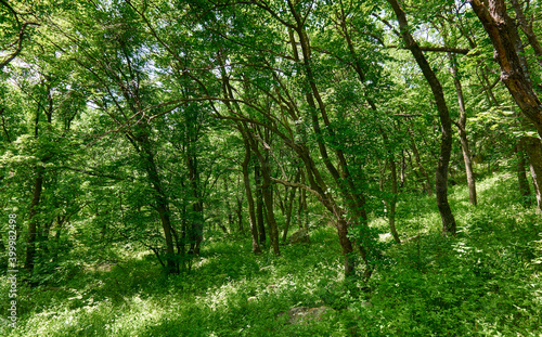 Beautiful green forest in a sunny day