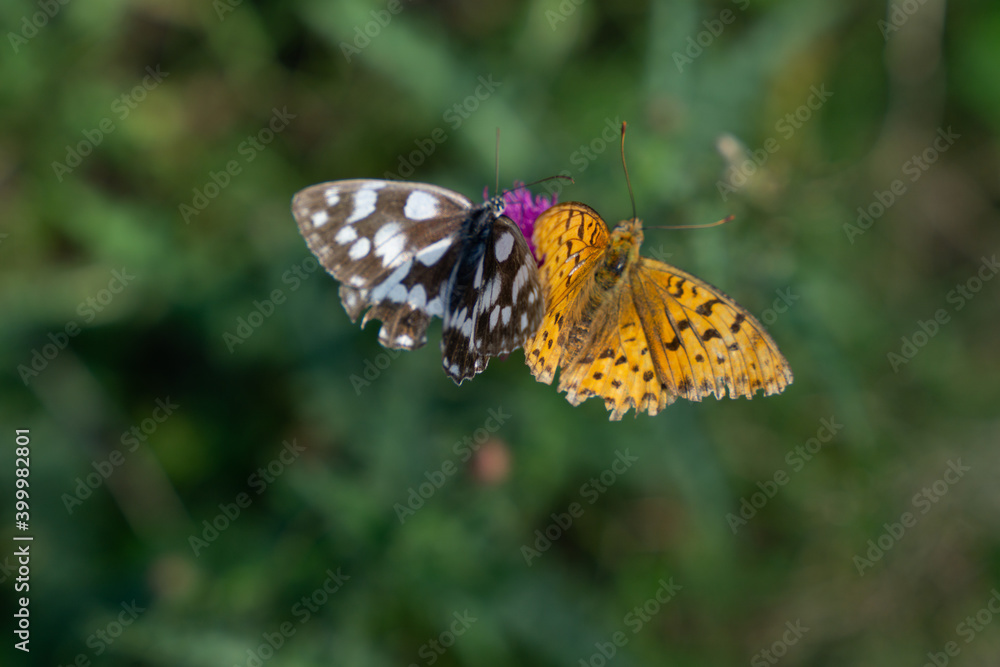 Schmetterlinge auf der Blüte Schmetterlinge auf der Blüte