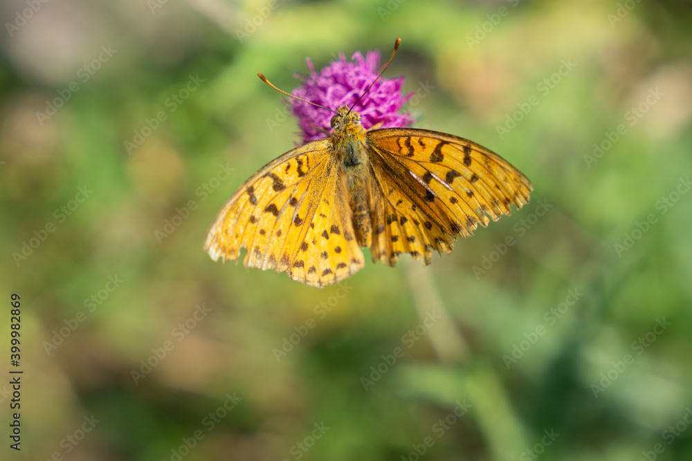 Schmetterlinge auf der Blüte