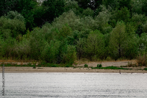 Green vegetation over the don river in the Rostov region in overcast weather. Under a grey, rainy sky. Rare colors of nature in scattered clouds, lighting © Анна Иванова