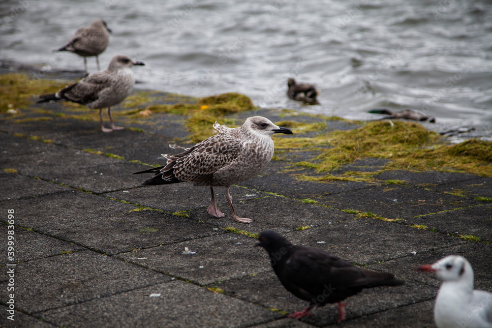 Fototapeta premium seagulls on the beach
