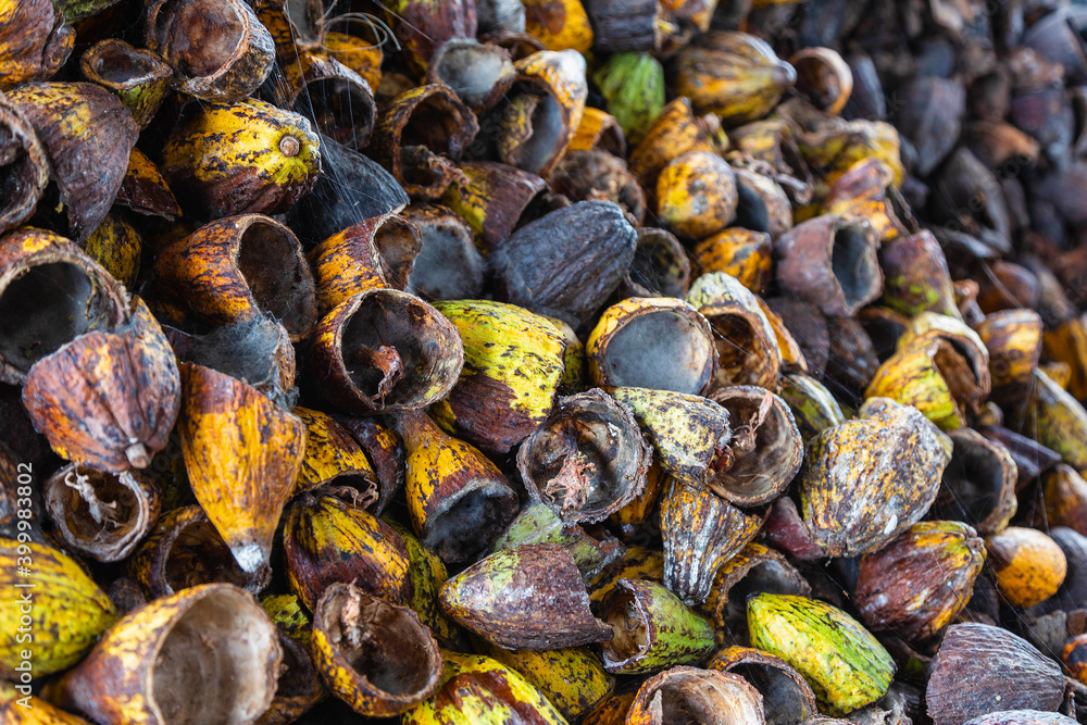 shell of cocoa fruit and cocoa shell dry shell of cocoa fruit and cocoa shell dry