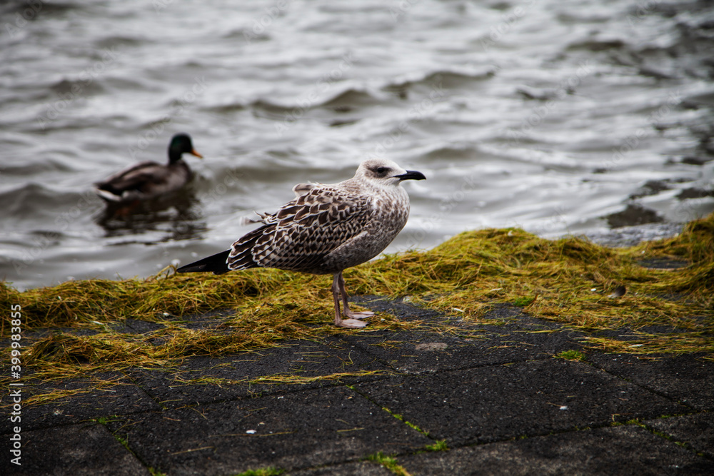 seagull on the beach seagull on the beach