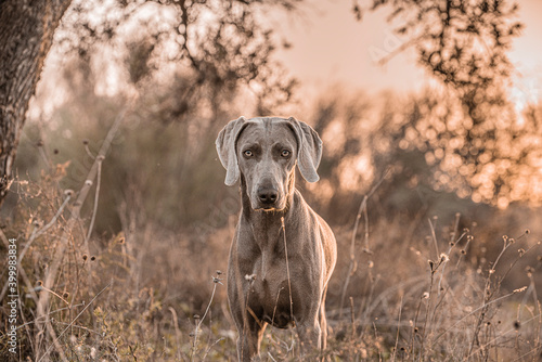 Ocala Weimaraner