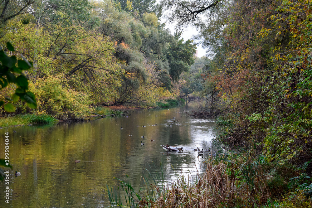 Beautiful view of the river in autumn with floating ducks Beautiful view of the river in autumn with floating ducks