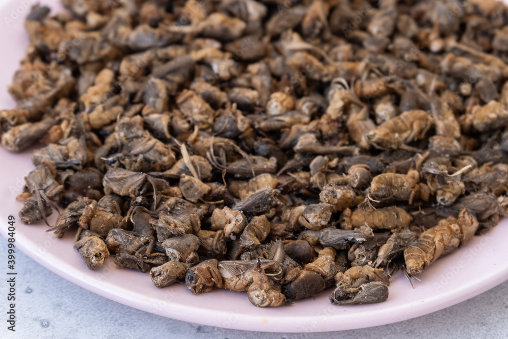 Tuberculosis, treatment with dipper. folk remedy for treatment of tuberculosis a mole cricket mixed with honey. Tuberculosis, treatment with dipper. folk remedy for treatment of tuberculosis a mole cricket mixed with honey.