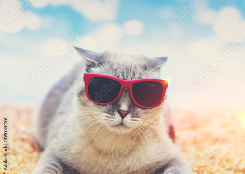 Siamese cat wearing sunglasses lying on the beach