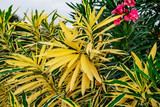 Branches with variegated yellow-green leaves of Nerium oleander in the garden, close-up. Outdoor ornamental and landscaping plant. Floral background