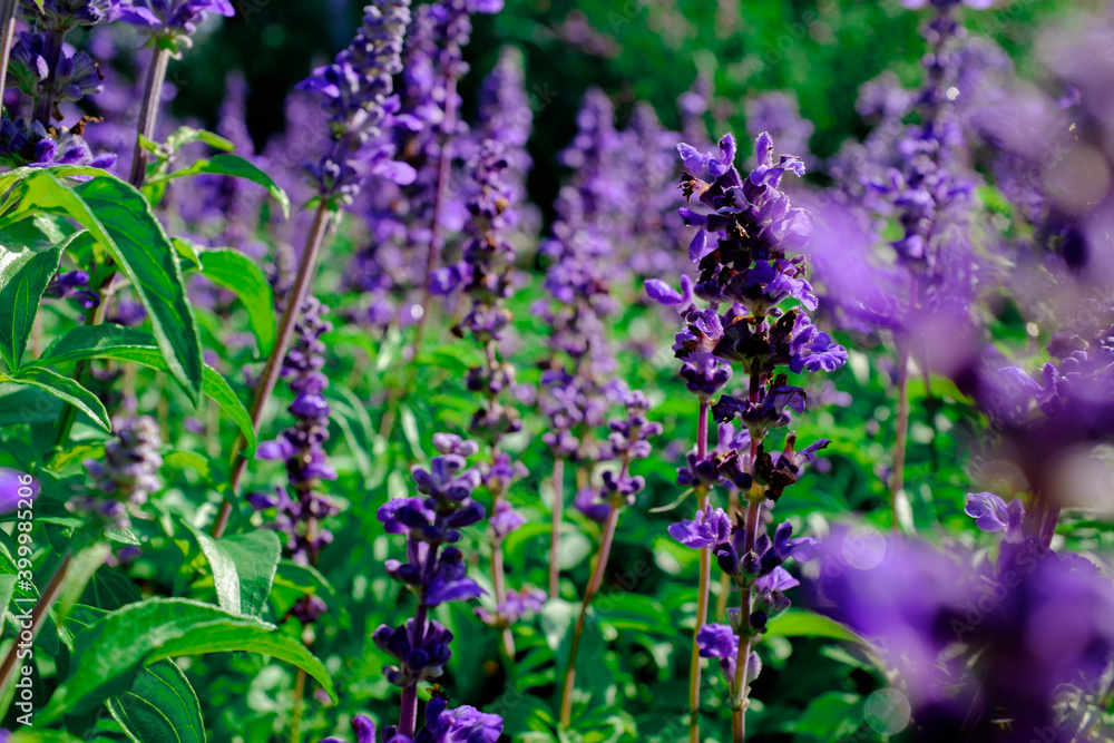 Obraz premium lavender flowers in the garden