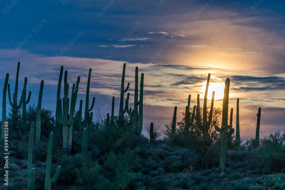 The super full moon rising over saguaro cactus (Carnegiea gigantea), Sweetwater Preserve, Tucson, Arizona The super full moon rising over saguaro cactus (Carnegiea gigantea), Sweetwater Preserve, Tucson, Arizona