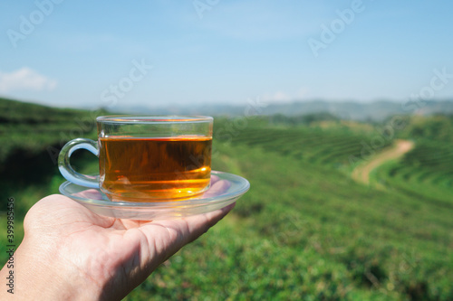 A cup of hot tea on a palm woman with the tea plantation background. Space for text. Close-up photo. Beautiful nature