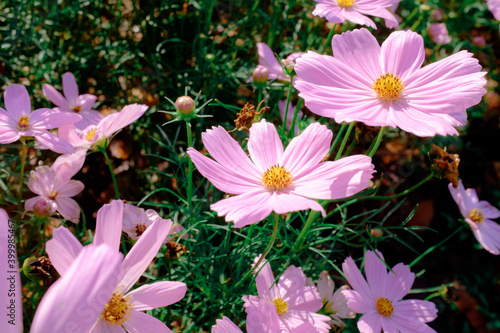 pink flowers in the garden