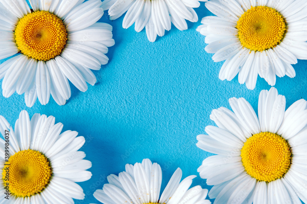 Obraz premium Chamomile flowers frame on blue trendy pastel background. Flower mockup flat lay top view frame composition with copy space.