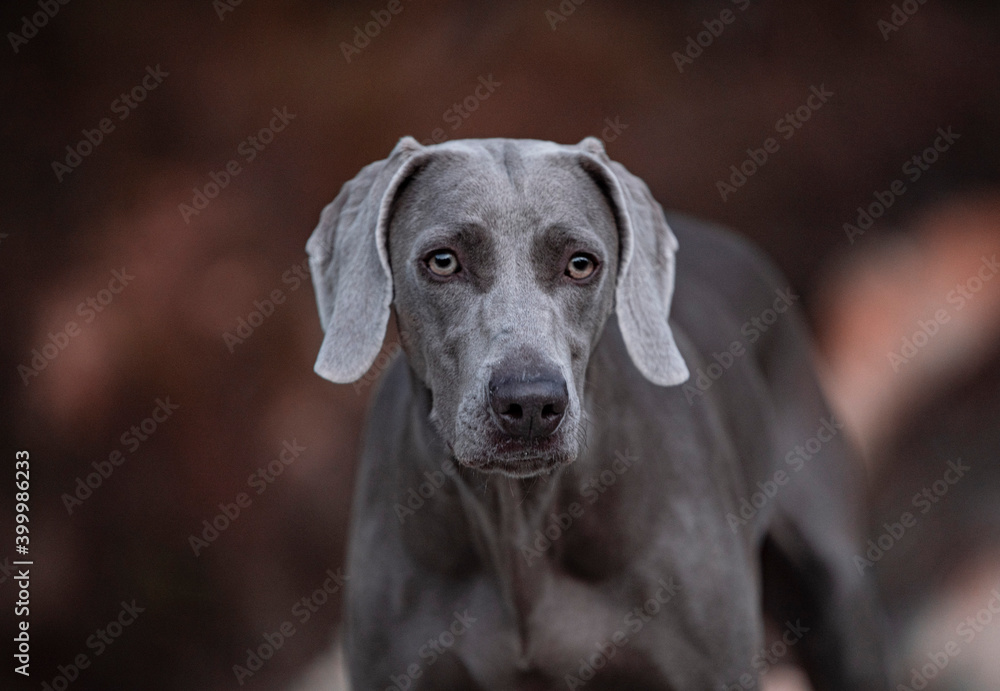 Ocala Weimaraner