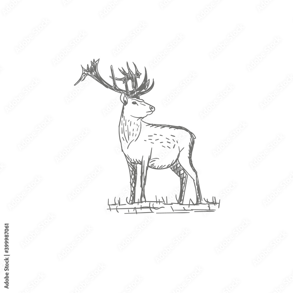 Fototapeta premium vector vintage styled engraved hand drawn deer animal hunting season