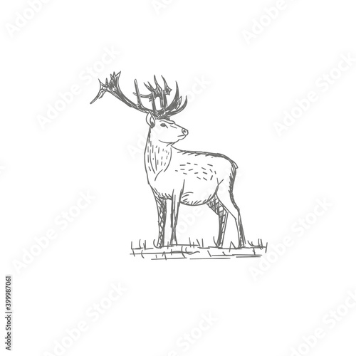 vector vintage styled engraved hand drawn deer animal hunting season