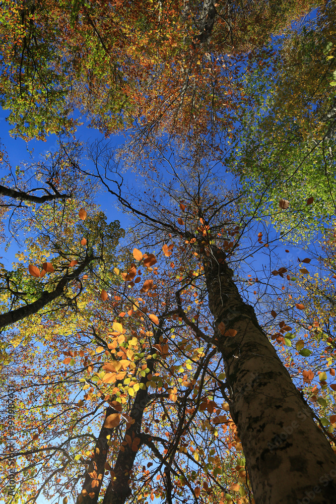 Obraz premium Trees in the autumn forest with yellow and green leaves against the blue sky on a sunny day
