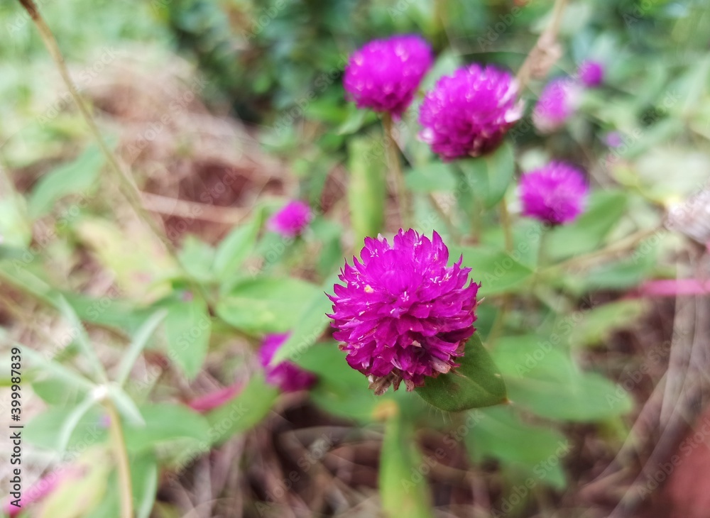 Fototapeta premium Purple gomphrena flowers, in Indonesia are called by the name 