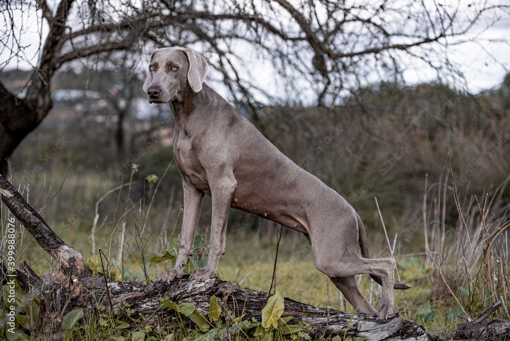 Ocala Weimaraner