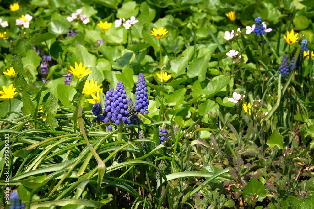 Muscari flowers, Holland, Europe. Spring blooming violet flowers. Wild meadow blooming in the spring. Bright natural green background. First blue springs flowers. Muscari flowers, Holland, Europe. Spring blooming violet flowers. Wild meadow blooming in the spring. Bright natural green background. First blue springs flowers.