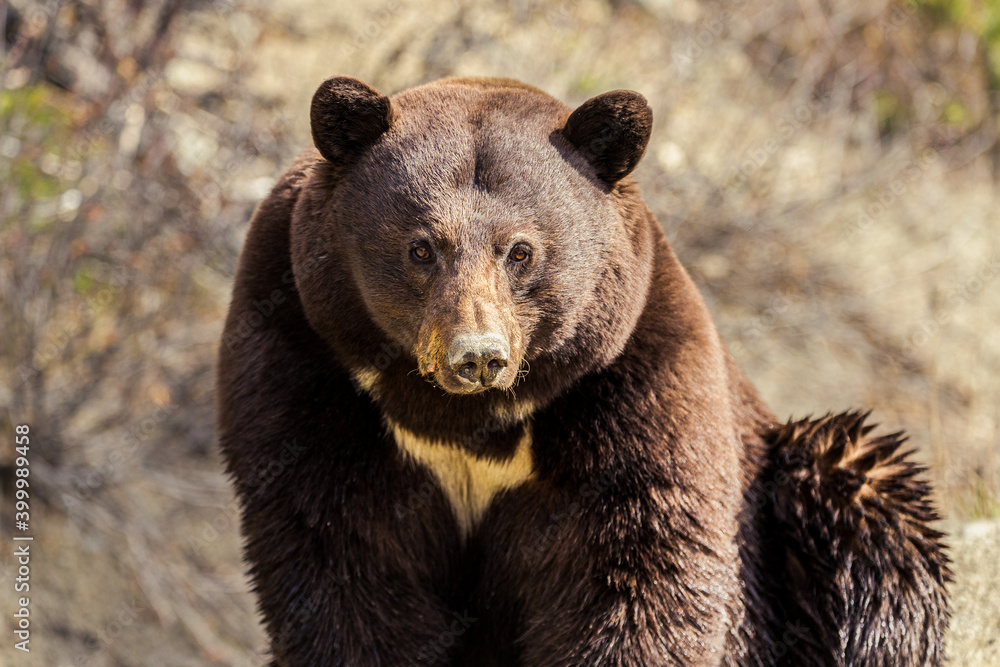 Obraz premium Large bear sitting, brown background