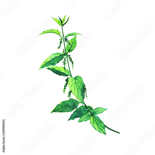 Fotografi One stinging nettle branch isolated on white background