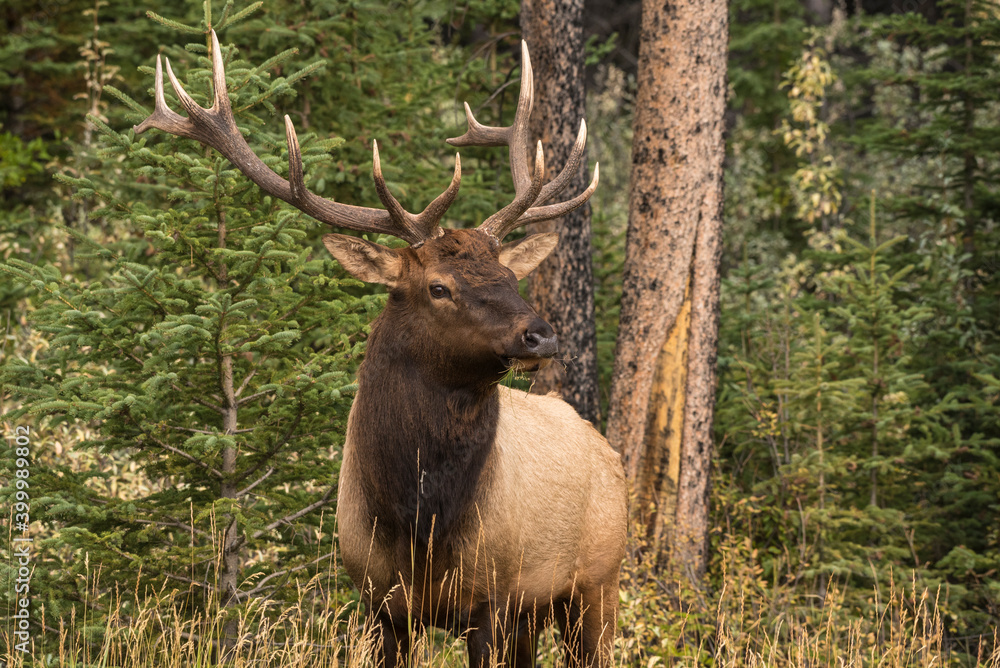 Bull Elk (Wapiti), Banff National Park, UNESCO World Heritage Site, Alberta, Canadian Rockies, Canada