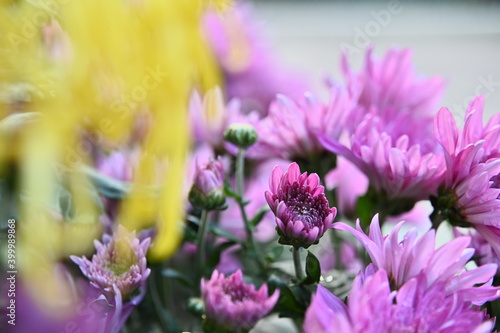Close-up of beautiful chrysanthemum flower against the blurred background.
