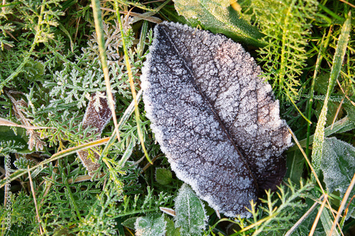 Frozen large leaf from a tree in the grass is covered with snow 