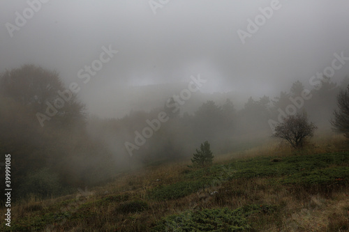 Trees in fog in autumn in the valley