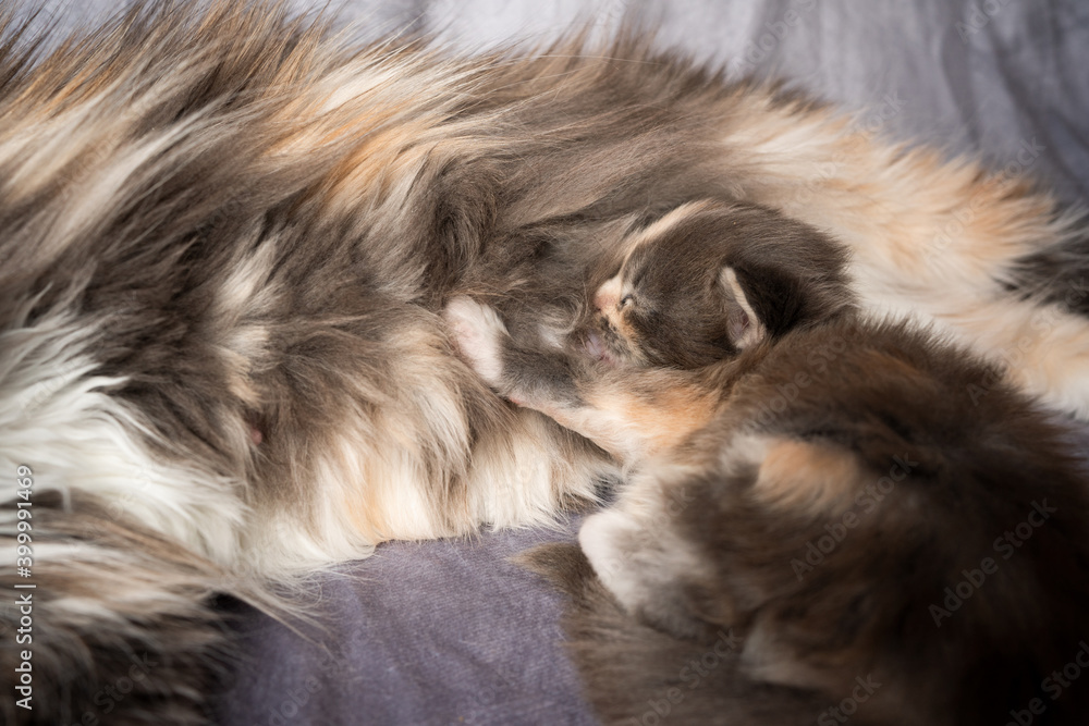adorable 2 week old calico maine coon kitten drinking milk from breastfeeding cat mother adorable 2 week old calico maine coon kitten drinking milk from breastfeeding cat mother