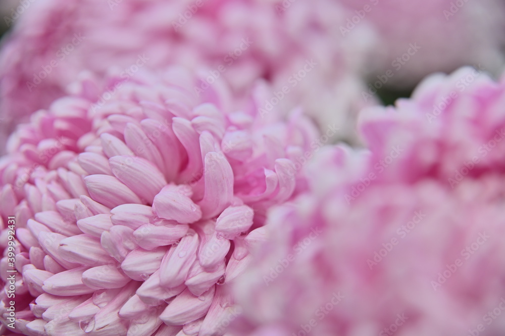 Close-up of beautiful chrysanthemum flower against the blurred background.