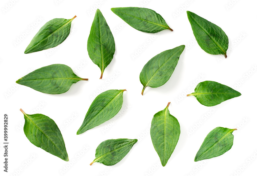 Naklejka premium collection of fresh single laksa leaf isolated on white background, top view