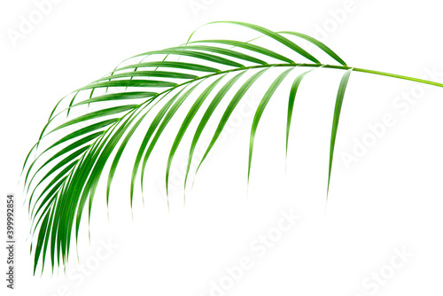 fresh palm leaves isolated on white background