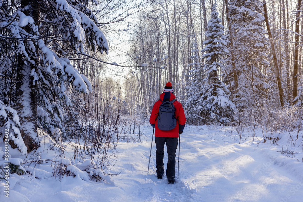 Backpacker hiking walking in winter forest. Nordic Walking In Winter.