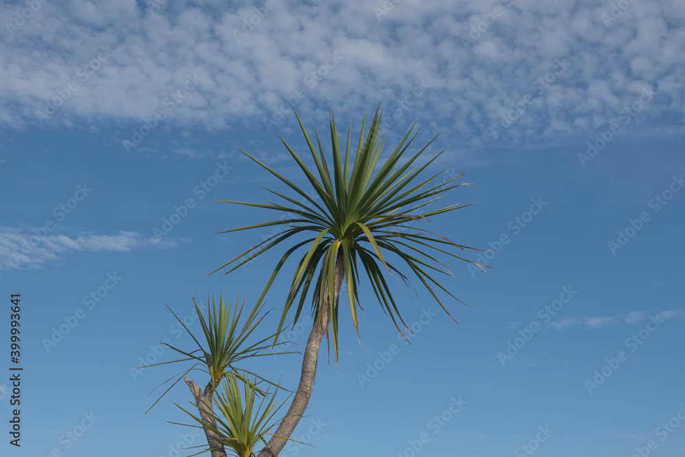 Green Foliage of a Cabbage Palm Tree (Cordyline australis) with a Dramatic Cloudy Blue Sky Background Growing in a Garden on the Island of Tresco in the Isles of Scilly, England, UK