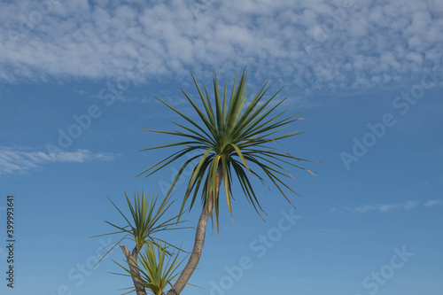 Green Foliage of a Cabbage Palm Tree (Cordyline australis) with a Dramatic Cloudy Blue Sky Background Growing in a Garden on the Island of Tresco in the Isles of Scilly, England, UK © Peter