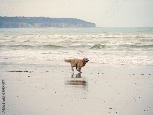 Happy wet dog runs along the ocean in Dieppe, France 