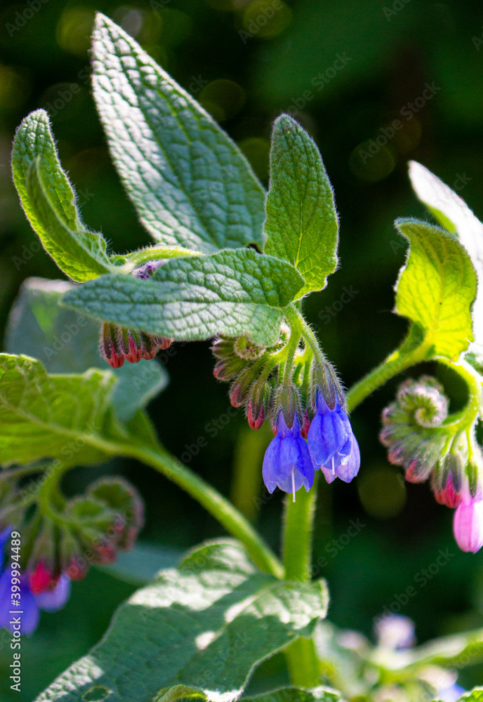 Comfrey (Symphytum officinale) flowers of a used in organic medicine.. Comfrey (Symphytum officinale) flowers of a used in organic medicine..