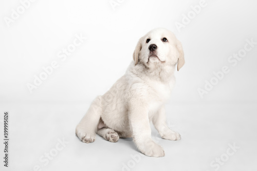 Portrait of cute Central Asian shepherd puppy isolated on white background. photo