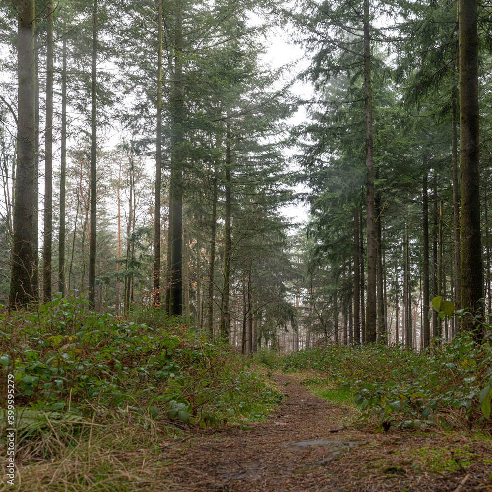 Forest in the fog with pines, firs and footpath. Soil overgrown with moss and ferns