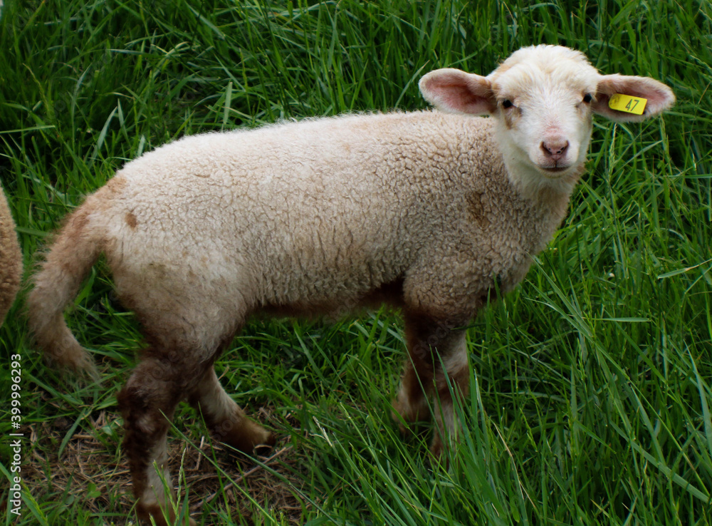 Naklejka premium Lamb