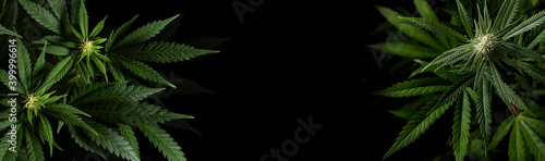 marijuana plants on black background with space for text in banner format