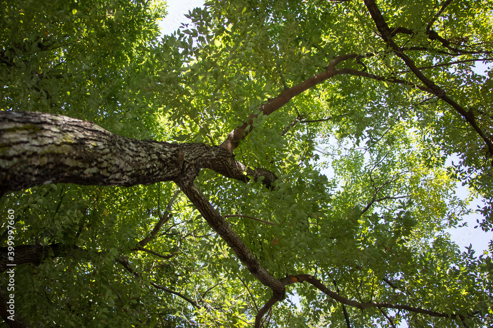 Fototapeta premium Cinnamomum camphora tree