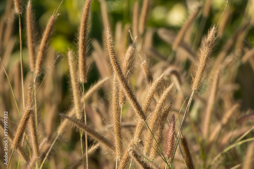 Yellow grass flower