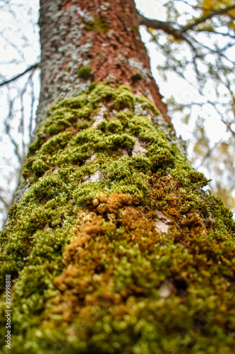 Fototapeta Naklejka Na Ścianę i Meble -  Beautiful moss on a tree trunk