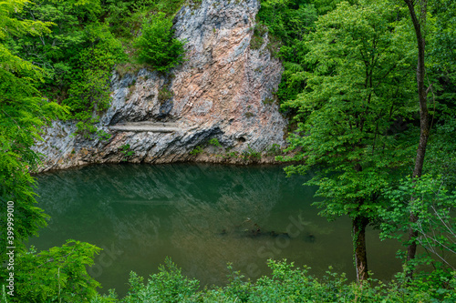 river in the forest