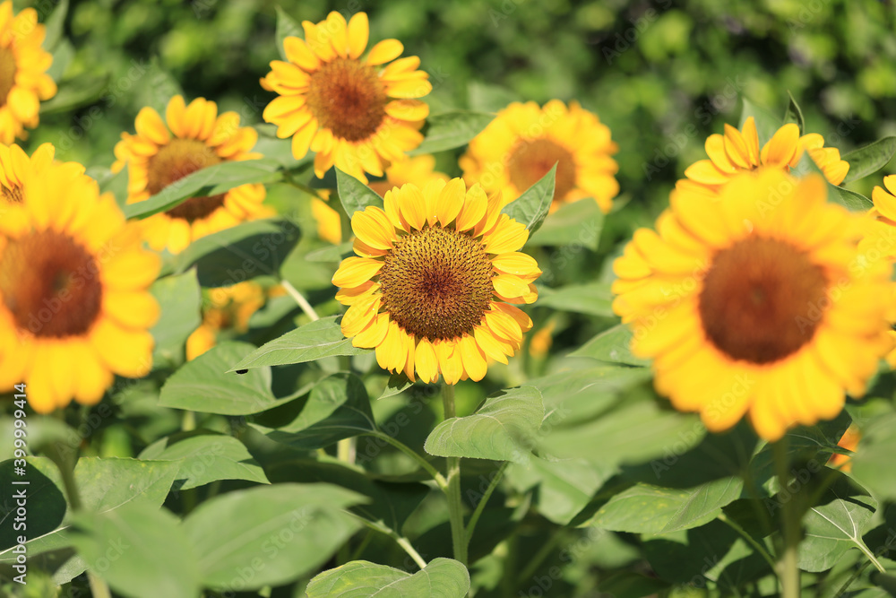 Beautiful Sunflowers blooming in the field Beautiful Sunflowers blooming in the field
