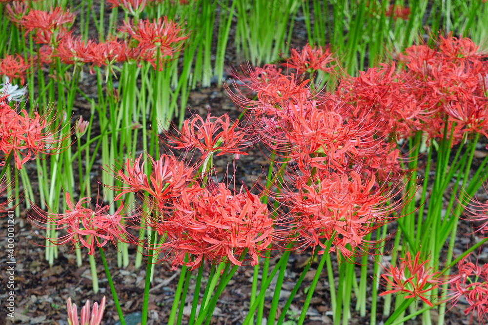 松戸 祖光院の美しい満開の彼岸花(日本千葉県松戸市) Beautiful cluster amaryllis in full bloom at Sokoin, Matsudo (Matsudo City, Chiba Prefecture, Japan) 松戸 祖光院の美しい満開の彼岸花(日本千葉県松戸市) Beautiful cluster amaryllis in full bloom at Sokoin, Matsudo (Matsudo City, Chiba Prefecture, Japan)